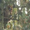 Tawny Owl